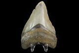 Fossil Megalodon Tooth - North Carolina #129964-2